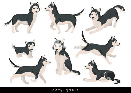 Cute husky dog in different poses flat set for web design. Cartoon funny Siberian puppies sitting, standing, running isolated vector illustration coll Stock Vector