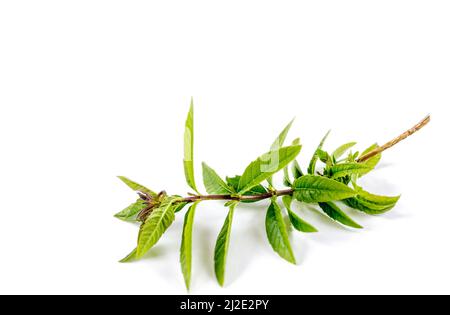 Fresh lemon verbena isolated on white Stock Photo