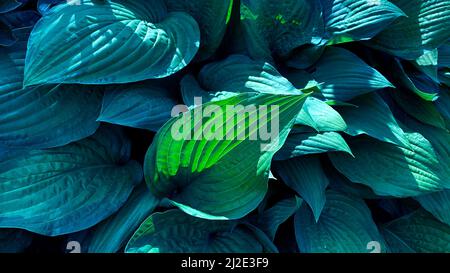 Hosta in the garden, ornamental flower bed plant with beautiful lush leaves. The natural environment. The green blue leaves of Hosta in summer Stock Photo