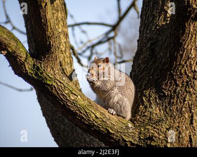 Eastern Grey Squirrel, Sciurus carolinensis, in Spring, UK; sitting in the fork of a tree eating a nut Stock Photo