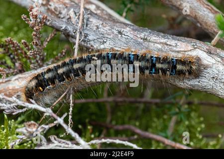 Oak eggar moth caterpillar (Lasiocampa quercus larva), UK Stock Photo