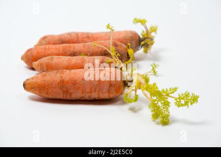 Sprouted carrots due to improper storage conditions. Isolate on a white background. Stock Photo