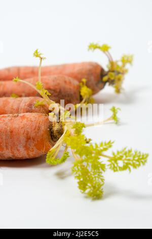 Sprouted carrots due to improper storage conditions. Isolate on a white background. Stock Photo