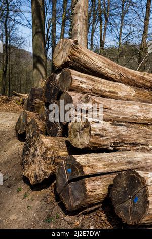 Tree trunks in the forest Stock Photo