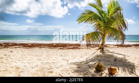 A palm tree, coconuts on the sandy beach and seaweed ashore with calm sea and blue skies with couple of clouds in tropics. Stock Photo