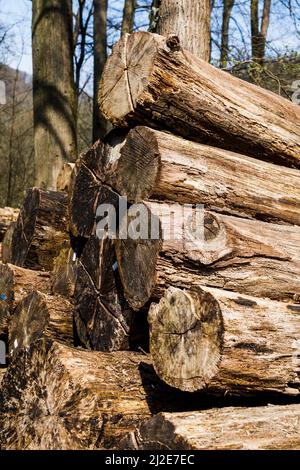 Tree trunks in the forest Stock Photo