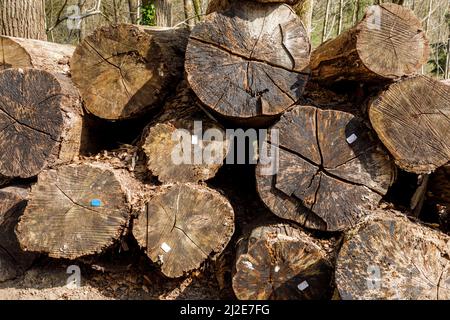 Tree trunks in the forest Stock Photo