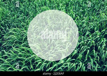 Green grass surface. Creative design. Write your text. Retro style, vintage filter. Instagram toning effect. Stock Photo
