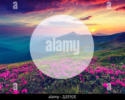 Magic pink rhododendron flowers on summer mountain. Dramatic overcast sky. Carpathian, Ukraine, Europe. Beauty world. Retro style filter. Instagram to Stock Photo