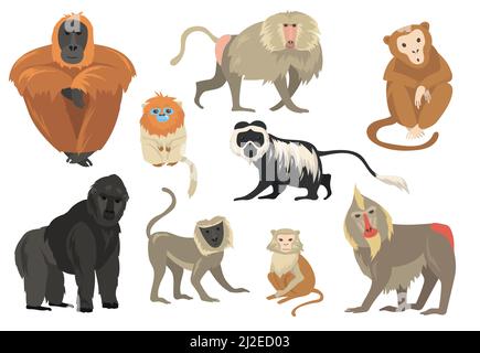 Variety of funny exotic monkeys and apes flat set for web design. Cartoon chimpanzee, mandrill and gorilla isolated vector illustration collection. Ju Stock Vector