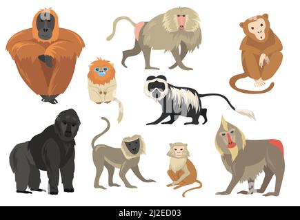 Cartoon illustration of apes and monkeys primate animal characters set ...
