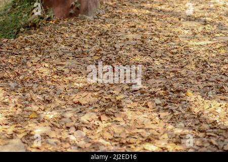 Dry leaves fell of trees on the ground. Stock Photo