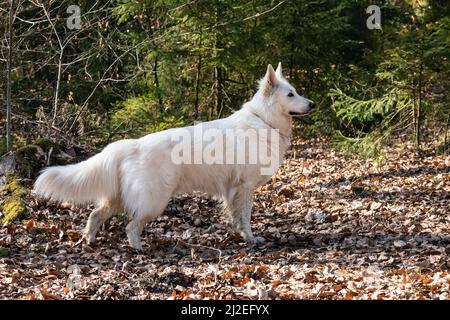White Swiss Shepherd Dog outdoor portrait in forest. Stock Photo