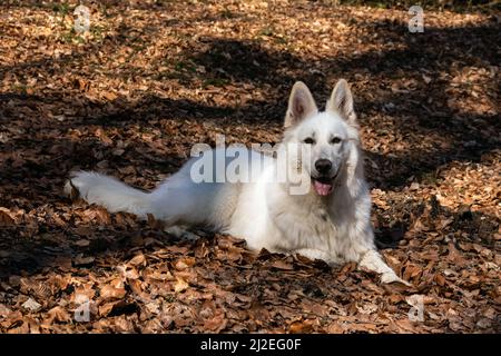 White Swiss Shepherd Dog outdoor portrait in forest. Stock Photo