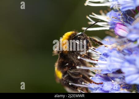 Bombus terrestris taking nectar from the blue tajinaste of Gran Canaria. Stock Photo