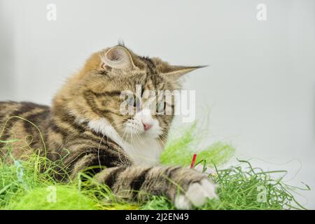 Siberian cat in the grass Stock Photo