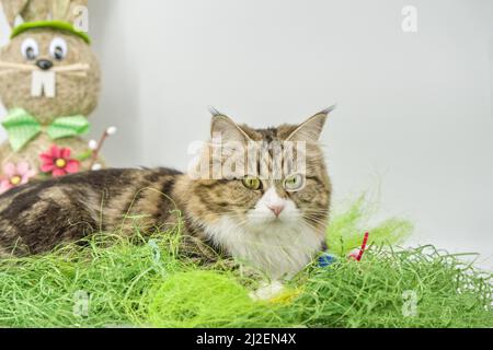 Siberian cat in the grass Stock Photo