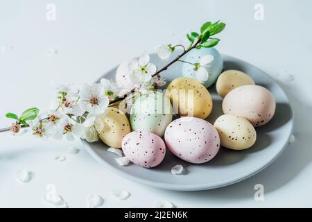 Colored Easter eggs and blooming tree branch on the gray plate with flower petals on the white table. Happy Easter and springtime card. Minimalism and Stock Photo