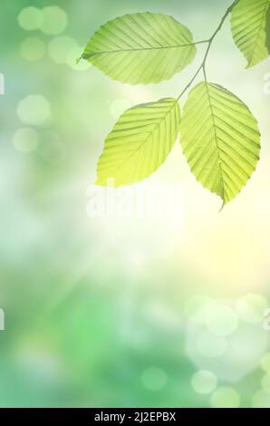 Beautiful green leaves on blurred background, space for text. Spring and summer season. Stock Photo