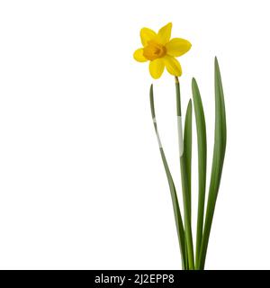 Yellow narcissus flower with green leaves isolated on white background, copy space clipping path Stock Photo