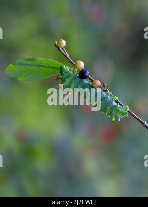 Hyalophora cecropia caterpillar on a branch deep in the forest in Canada Stock Photo