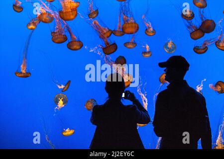 Monterey, USA - June 22, 2010: people watch the jelly fishes in the aquarium in Monterey, USA. The aquarium was founded in 1984 and is located on the Stock Photo