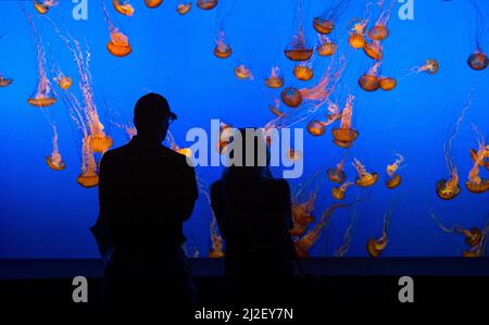 Monterey, USA - June 22, 2010: people watch the jelly fishes in the aquarium in Monterey, USA. The aquarium was founded in 1984 and is located on the Stock Photo