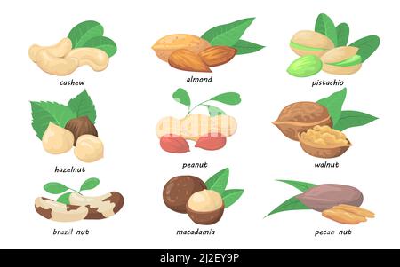 Nuts and seeds set. Almond, hazelnut, pistachio, macadamia, pecan, cashew, walnut, pistachio, brazil nut isolated on white. Vector illustration for or Stock Vector