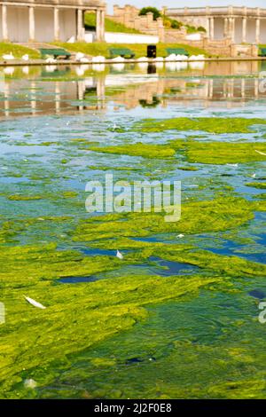 Thick green algae or pond weed covers large areas of an ornamental lake in the Knap Gardens, Barry, on a bright sunny morning. Stock Photo