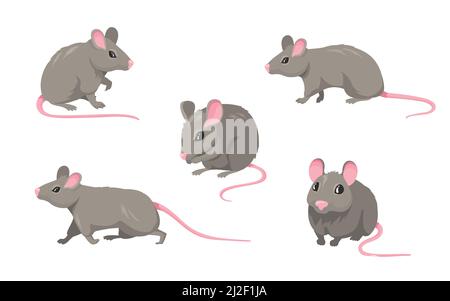 Cartoon mouse set. Grey furry rodent little rat with pink hairless tail walking or sitting isolated on white. Vector illustration for pet, animal, wil Stock Vector