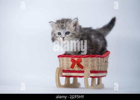 Siberian kitten on a colored background on a sled Stock Photo