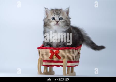 Siberian kitten on a colored background on a sled Stock Photo