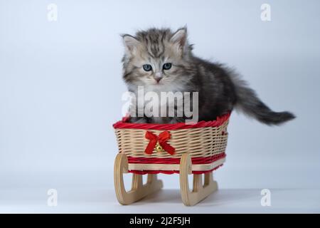 Siberian kitten on a colored background on a sled Stock Photo