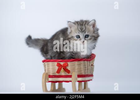 Siberian kitten on a colored background on a sled Stock Photo