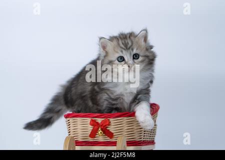 Siberian kitten on a colored background on a sled Stock Photo