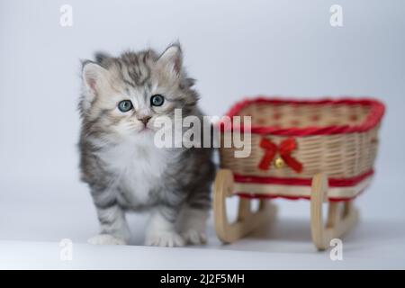 Siberian kitten on a colored background on a sled Stock Photo