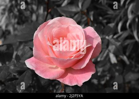 A pink rose on grey background. Stock Photo