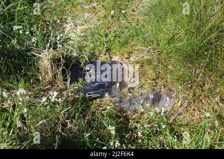 Plastic water bottle in the ground being grown over by grass in a meadow. Concept for waste management, the environment, long lasting plastic. Stock Photo