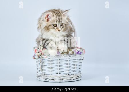 Siberian kitten on a colored background in a gift basket Stock Photo