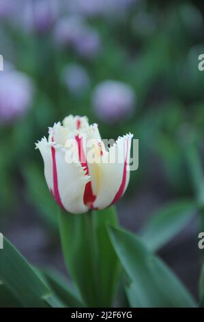 White with red stripes fringed tulip (Tulipa) Burning Fire blooms in a garden in March