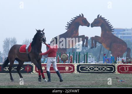 Kathmandu, Nepal. 01st Apr, 2022. On April.1, 2022 in Kathmandu, Nepal. A member of Nepalese Army Horse riding team control his horse during ghode jatra festival at army pavilion. (Photo by Abhishek Maharjan/Sipa USA) Credit: Sipa USA/Alamy Live News Stock Photo