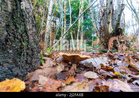Ground level view of a Russula type fungi, toadstool, growing next to a tree trunk on the forest floor, covered in golden brown autumn fallen leaves. Stock Photo