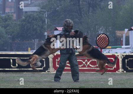 Kathmandu, Nepal. 01st Apr, 2022. On April.1, 2022 in Kathmandu, Nepal. Dogs and a member of Nepalese Army perform a dog show during ghode jatra festival at army pavilion. (Photo by Abhishek Maharjan/Sipa USA) Credit: Sipa USA/Alamy Live News Stock Photo