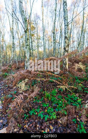 Ground level view into a forest of silver birch trees in the autumn with some ground foliage, mostly brown ferns. Sunlight touching some of the trees Stock Photo