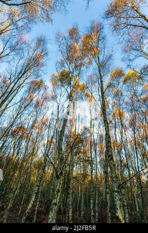View straight up to the sky in a birch tree wood. Silver barked trees towering over with some yellow leaves at top against sunny blue sky. Autumn. Stock Photo