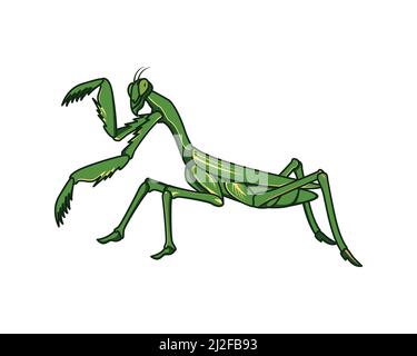 Detailed Standing Praying Mantis Illustration Vector Stock Vector