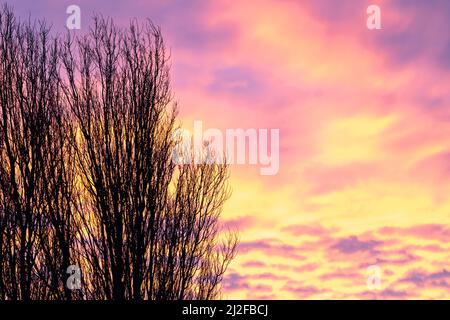 Close up of the branches of a poplar tree in the wintertime, silhouetted against a out of focus yellow and purple sky during the dawn's twilight. Stock Photo