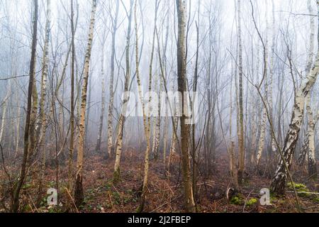 Atmospheric woodland scene into a forest of birch trees on a misty morning during the early spring at Clowes wood, Kent. Trees are leafless. Stock Photo