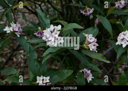scented flowers of Daphne odora shrub Stock Photo
