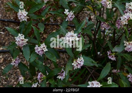 scented flowers of Daphne odora shrub Stock Photo